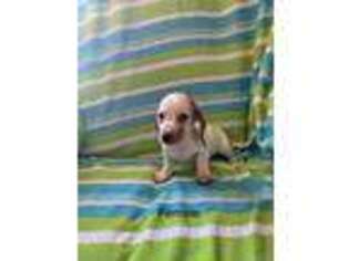 Dachshund Puppy for sale in Culbertson, NE, USA