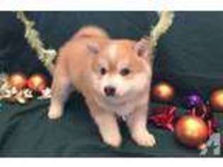 Mutt Puppy for sale in SARONVILLE, NE, USA