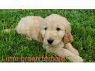 Goldendoodle Puppy for sale in Thaxton, VA, USA