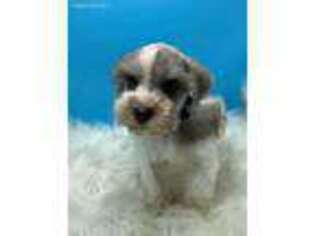 Mutt Puppy for sale in Scotland, GA, USA