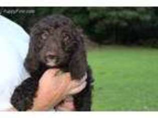 Labradoodle Puppy for sale in Saxe, VA, USA