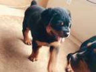 Rottweiler Puppy for sale in Rio Rancho, NM, USA