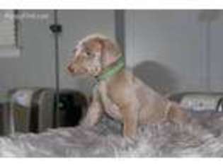Weimaraner Puppy for sale in Bellmawr, NJ, USA