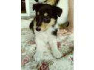 Collie Puppy for sale in Lumberton, TX, USA