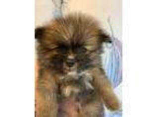Pomeranian Puppy for sale in Virginia Beach, VA, USA