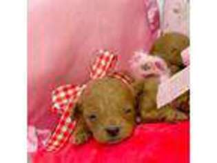 Mutt Puppy for sale in Franklinton, LA, USA