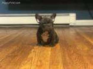 French Bulldog Puppy for sale in Cortlandt Manor, NY, USA