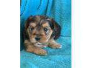 Yorkshire Terrier Puppy for sale in Marion, MI, USA