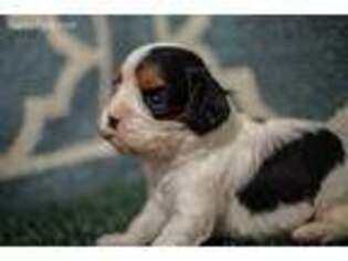 Cavalier King Charles Spaniel Puppy for sale in Joice, IA, USA