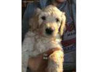 Labradoodle Puppy for sale in Salina, KS, USA