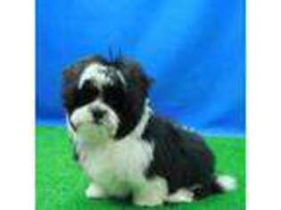 Mal-Shi Puppy for sale in Hickory, NC, USA