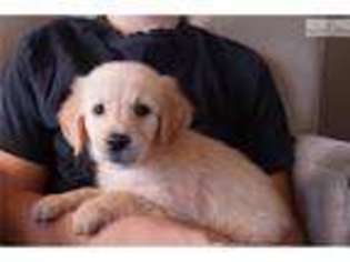 Golden Retriever Puppy for sale in Fort Worth, TX, USA