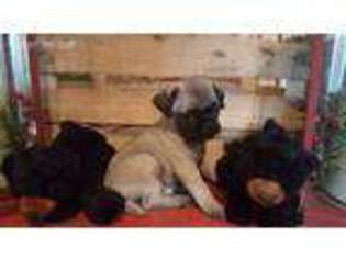Pug Puppy for sale in Cleburne, TX, USA