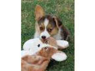 Pembroke Welsh Corgi Puppy for sale in Bakersfield, CA, USA