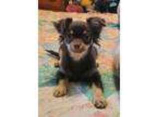 Chihuahua Puppy for sale in Quinton, OK, USA