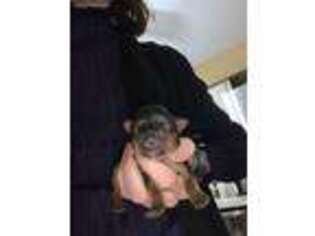 Yorkshire Terrier Puppy for sale in Hewitt, NJ, USA