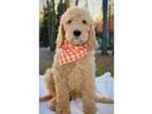 Goldendoodle Puppy for sale in Timberlake, NC, USA