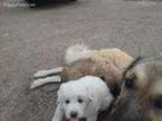 Anatolian Shepherd Puppy for sale in Rockwall, TX, USA