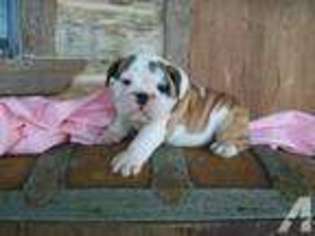 Bulldog Puppy for sale in ONALASKA, TX, USA