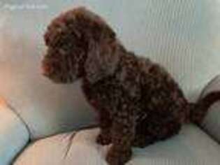 Goldendoodle Puppy for sale in Red Bluff, CA, USA