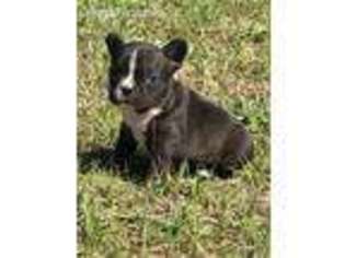 French Bulldog Puppy for sale in Swainsboro, GA, USA