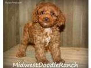Cock-A-Poo Puppy for sale in Omaha, NE, USA