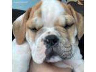 Bulldog Puppy for sale in Bridgeport, CT, USA