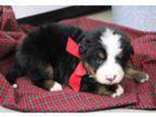 Bernese Mountain Dog Puppy for sale in Baltic, OH, USA