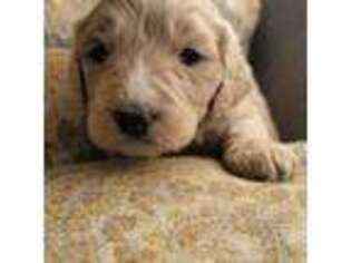 Goldendoodle Puppy for sale in Oxnard, CA, USA