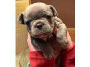French Bulldog Puppy for sale in Mount Airy, MD, USA
