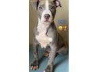 American Staffordshire Terrier Puppy for sale in Arizona City, AZ, USA
