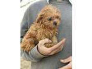 Cavapoo Puppy for sale in Clarita, OK, USA