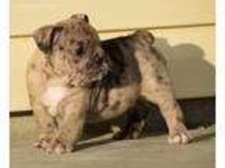Olde English Bulldogge Puppy for sale in Eustis, FL, USA
