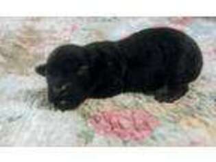 Mutt Puppy for sale in Salem, AR, USA