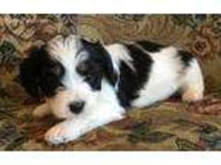 Cavachon Puppy for sale in Argos, IN, USA