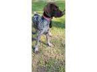 German Shorthaired Pointer Puppy for sale in Pearl, MS, USA
