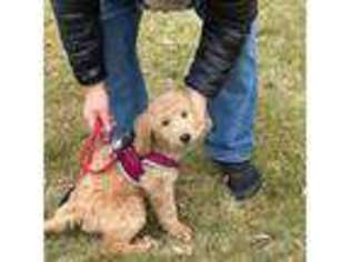 Goldendoodle Puppy for sale in Kiel, WI, USA