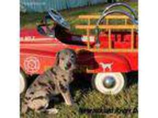 Great Dane Puppy for sale in Chehalis, WA, USA
