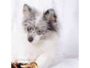 Pomeranian Puppy for sale in Humboldt, KS, USA