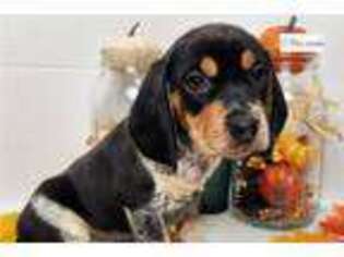 Beagle Puppy for sale in Omaha, NE, USA