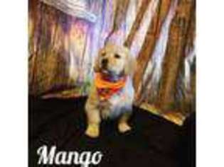 Golden Retriever Puppy for sale in Bountiful, UT, USA