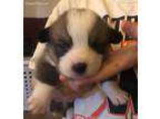 Pembroke Welsh Corgi Puppy for sale in Kendrick, ID, USA