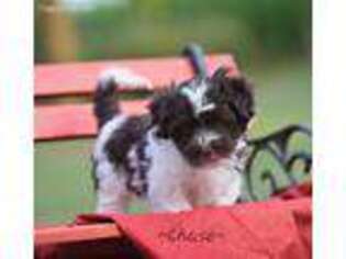 Havanese Puppy for sale in Carlisle, PA, USA