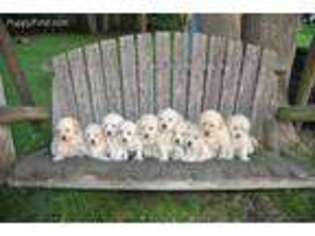 Golden Retriever Puppy for sale in Grove City, MN, USA