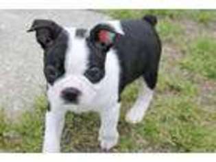 Boston Terrier Puppy for sale in Dinwiddie, VA, USA