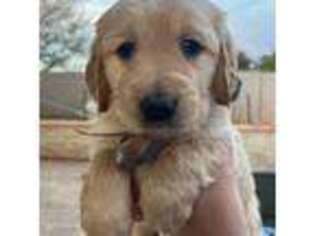Golden Retriever Puppy for sale in Cottonwood, AZ, USA