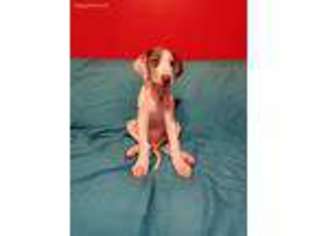 Great Dane Puppy for sale in Corpus Christi, TX, USA