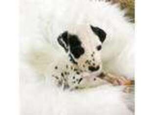 Dalmatian Puppy for sale in Broomfield, CO, USA