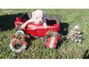 Olde English Bulldogge Puppy for sale in Tifton, GA, USA