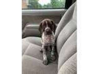 German Shorthaired Pointer Puppy for sale in Almont, MI, USA
